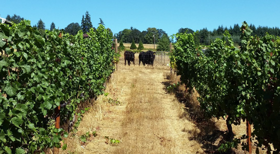 sis and mae vineyard with cows